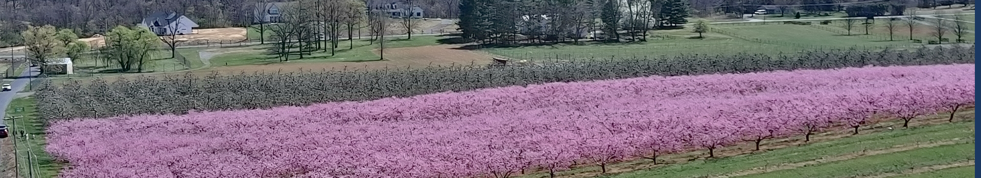 Peach Orchard Blooming